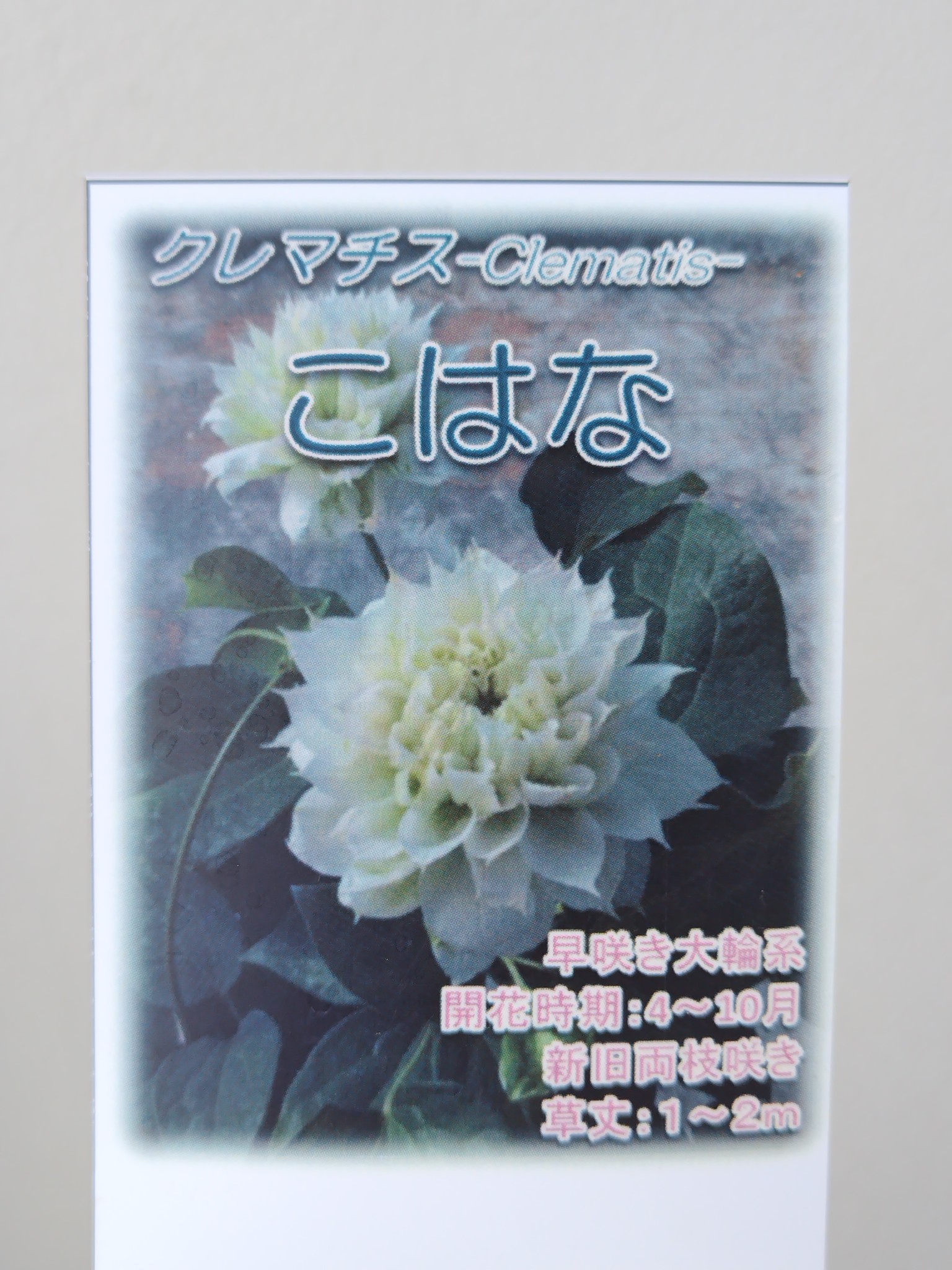 クレマチス こはな【現品236】 | グリーンホビー