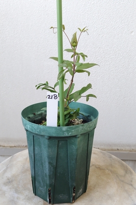 クレマチス　古代紫【現品218】