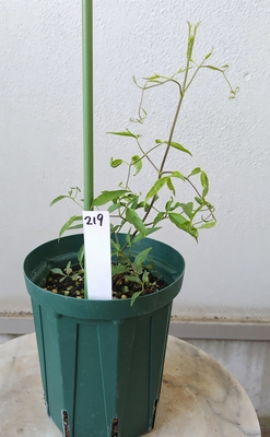 クレマチス　貴婦人のたしなみ　【現品219】