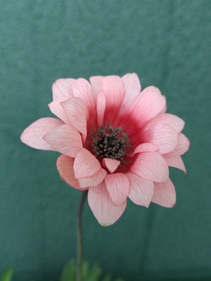 アネモネ　パブニナ　スペシャルカラー【現品213】