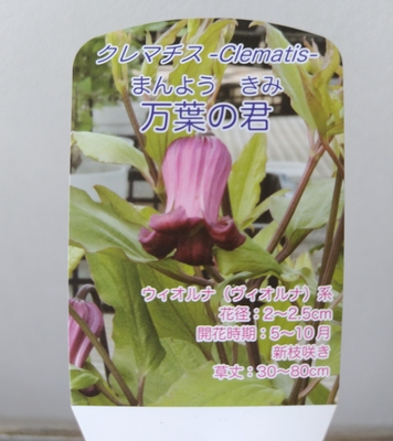 クレマチス　万葉の君【現品238】
