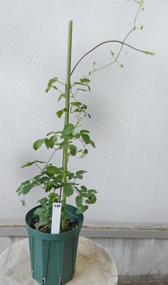 クレマチス　ラフネスバーシカラー　【現品220】