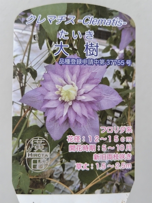 クレマチス　大樹【現品239】