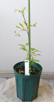 クレマチス　ティンクルピンク　【現品221】