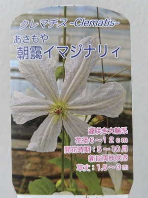 クレマチス　朝靄イマジナリティ【現品240】