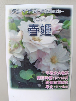 クレマチス　春姫【現品241】