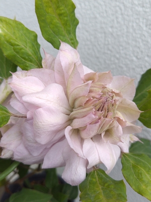 クレマチス　はるかすみ　