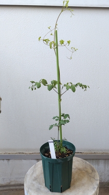 クレマチス　押切　【現品224】