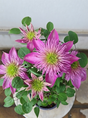 クレマチス　カイゼル