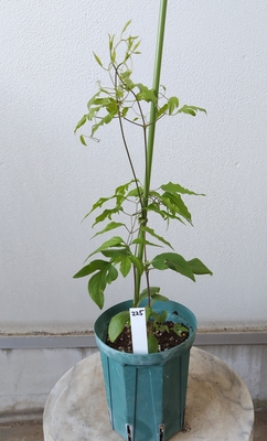 クレマチス　バーシカラーimp　【現品225】