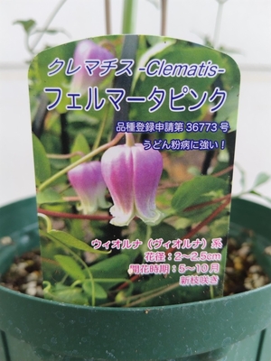 今シーズン数株のみの出品）クレマチス　フェルマータピンク　５寸相当