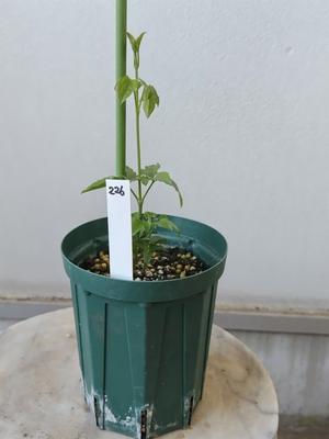 クレマチス　夕凪ノスタルジィ　【現品226】