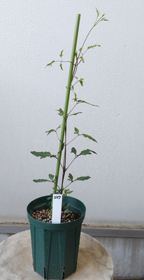 クレマチス　妖精の宴【現品227】