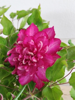 クレマチス　花炎　６寸相当