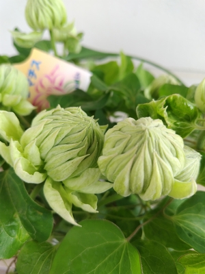 クレマチス　ダッチェス　オブ　エジンバラ　６寸相当