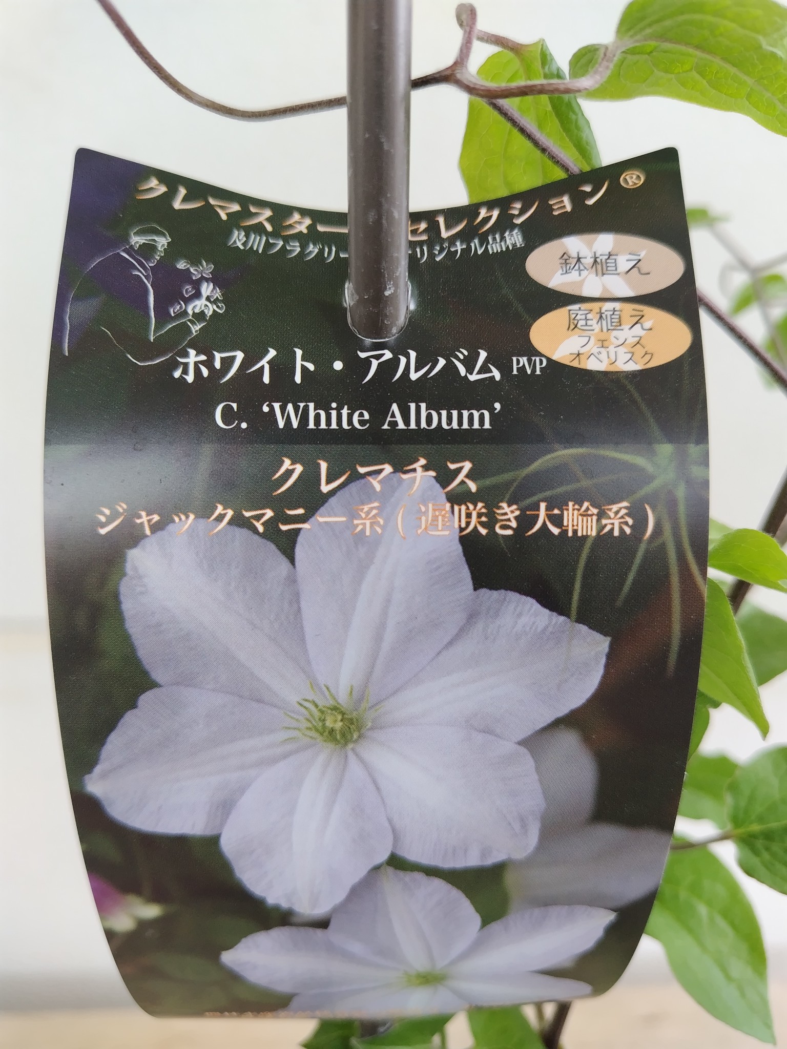 クレマチス ホワイトアルバム【現品244】 | グリーンホビー