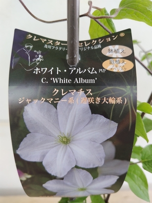クレマチス　ホワイトアルバム【現品244】