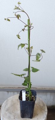 クレマチス　面影【現品229】