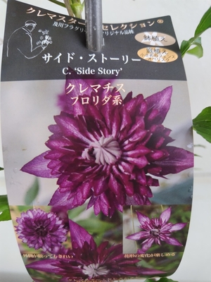 クレマチス　サイド・ストーリー【現品246】