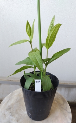 クレマチス　ブルーベル　インプルーブ　【現品231】