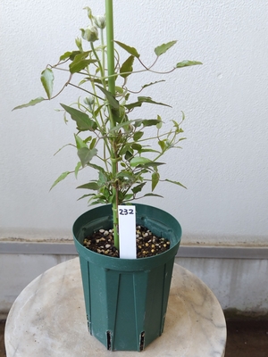 クレマチス　藤の彼方【現品232】