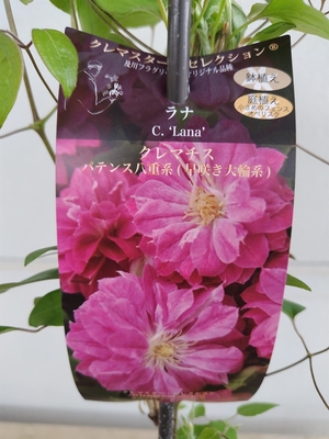 クレマチス　ラナ【現品251】