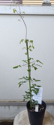 クレマチス　スーパーノヴァ【現品234】