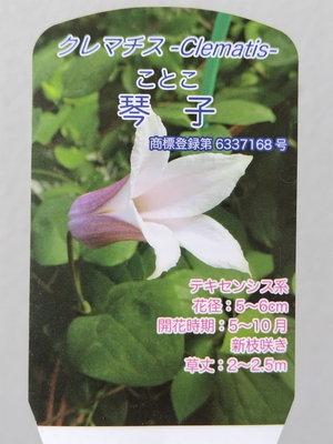 クレマチス　琴子【現品235】