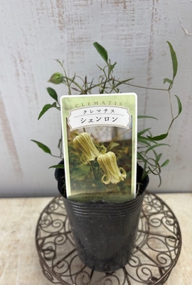 クレマチス　シェンロン