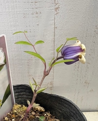 クレマチス　藍姫のイヤリング