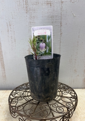 クレマチス　はるの雫