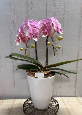 胡蝶蘭　リトルファラオ