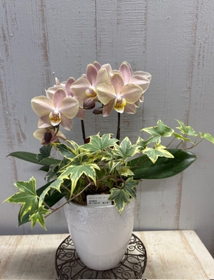 胡蝶蘭　マザーチーク