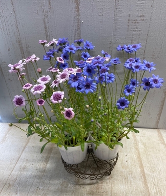 フェリシア　スプリングメルヘン　【２株セット】　今季ラスト1セット