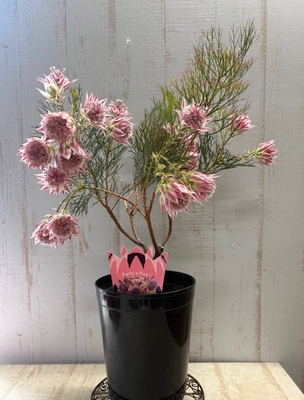 セルリア　Pretty n Pink　6寸