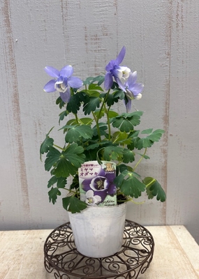 ミヤマオダマキ