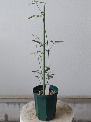 クレマチス　妖精の宴【現品256】