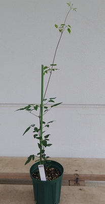 クレマチス　妖精の宴【現品257】