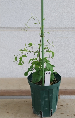 クレマチス　ラフネスバーシカラー　【現品258】