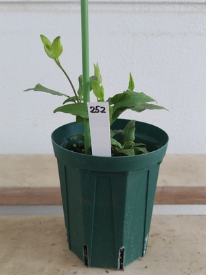 クレマチス　万葉の君【現品252】