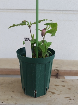 クレマチス　万葉の君【現品253】