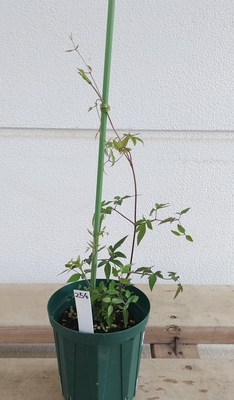 クレマチス　琴子【現品254】