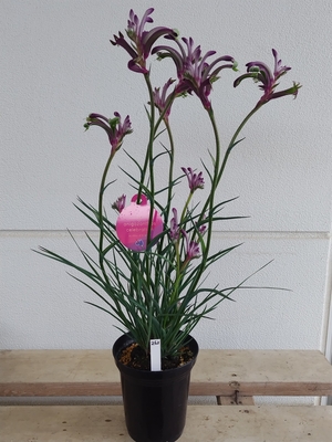 カンガルーポー・セレブ【現品262】５寸程度