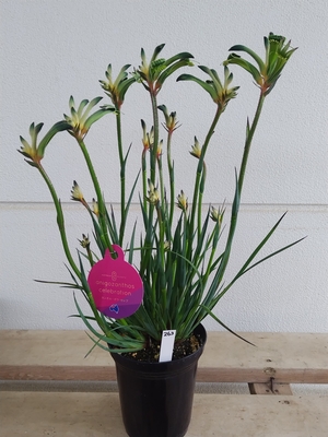 カンガルーポー・セレブ【現品263】５寸程度