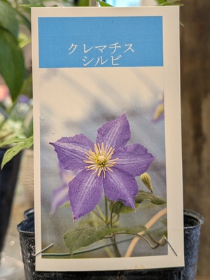 及川さんのクレマチス　シルビ
