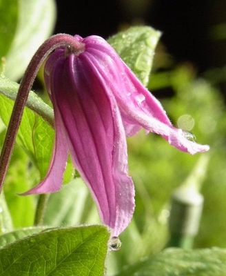 竹間さんの　クレマチス　アンダンテ【現品261】弊社で鉢上げ