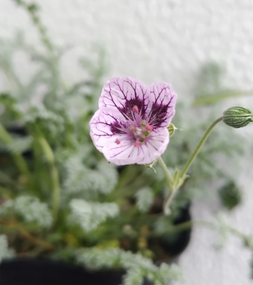 エロディウム　ナターシャ　第二便追加分