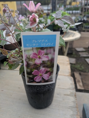 クレマチス　モンタナ　トリメライ