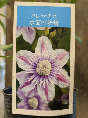 クレマチス　水面の妖精