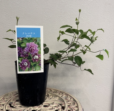 クレマチス 円空